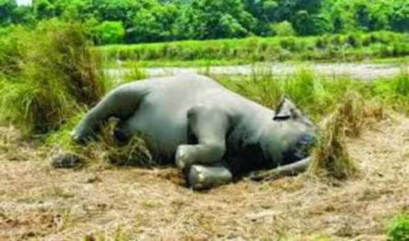 खेत पर की गयी तार फेंसिंग की चपेट में आने से हाथी की मौत