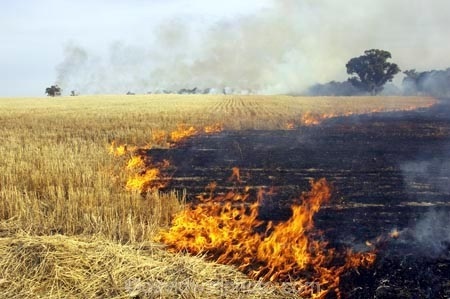 पराली जलाने पर 10 किसानों के खिलाफ शिकायत दर्ज, हो सकती है तीन महीने की सजा