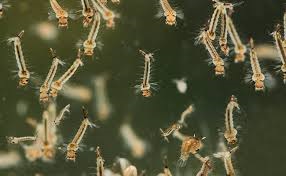 आईआईटी मंडी और डीबीटी-इनस्टेम ने डेंगू मच्छर के पीछे की जैव रसायन का किया खुलासा