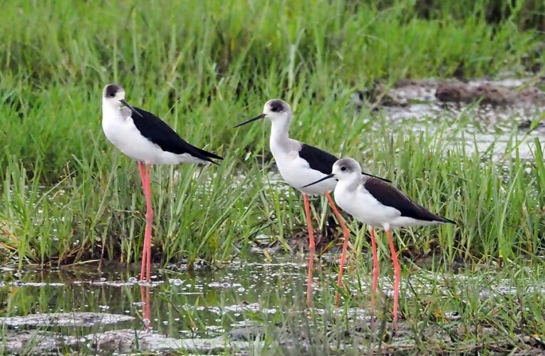 जलवायु परिवर्तन के कुप्रभावों से बचने के लिये आर्द्रभूमि को बचाना जरूरी