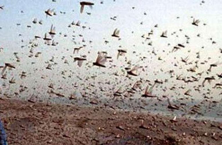 केन्‍द्र ने टिड्डियों के प्रकोप रोकने के लिए शुरू किया अभियान