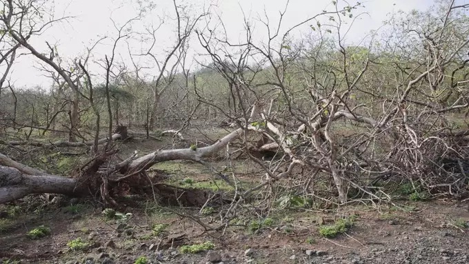ગીર જંગલમાં તૌકતે વાવાઝોડાના કારણે ઉખડી ગયેલા વૃક્ષો દૂર કરવાની કામગીરી હાથ ધરાશે