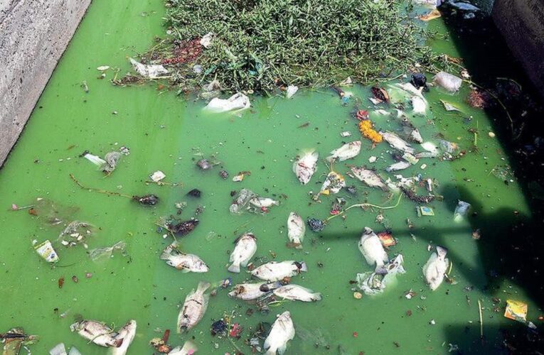 ઝઘડિયામાં એક કંપનીએ કેનાલમાં કેમિકલયુક્ત પાણી છોડતા મોટી સંખ્યામાં માછલીઓના થયા હતા મોત