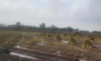 ગુજરાતમાં ૧૮થી ૨૦ જાન્યુઆરીએ કમોસમી વરસાદની આગાહી