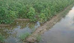 મોરબીના ભરતનગરમાં કેનાલ પાસે ખાડાને કારણે ખેતરોમાં પાણી ફરી વળ્યા
