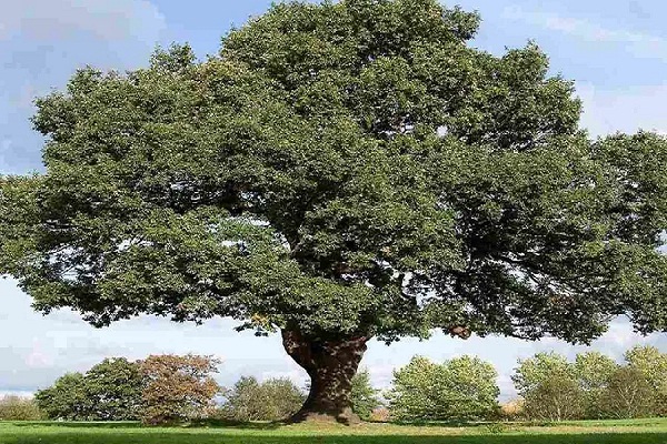 રશિયાનું ૧૯૮ વર્ષ જૂનું ઓક વૃક્ષને યુરોપિયન ટ્રી ઓફ ધ યર સ્પર્ધામાં પ્રતિબંધ