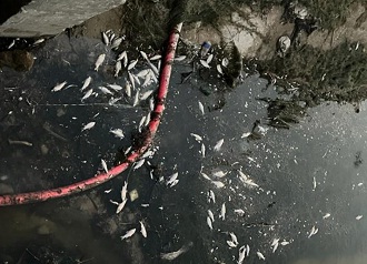 હળવદ પાસે નર્મદા કેનાલમાં હજારો માછલીઓના મોત થતાં ચકચાર મચ્યો