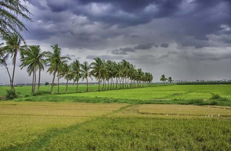 દરિયાકાંઠાના ખેડૂતોના હિતમાં રાજ્ય સરકારનો વધુ એક મહત્વપૂર્ણ  “ગુજરાત નાળીયેરી વિકાસ કાર્યક્રમ” અમલમાં મૂકાયો