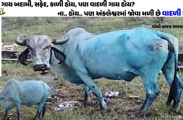 ગાય બદામી, સફેદ, કાળી હોય, પણ વાદળી ગાય હોય? ના.. હોય.. પણ અંકલેશ્વરમાં જોવા મળી છે વાદળી ગાય…