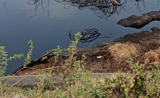 વાગરાની સાયખા જીઆઈડીસીમાં કેમિકલયુક્ત પાણી પીવાથી 4 પશુઓના મોત થયાનો આરોપ, GPCBએ નમૂના લીધા